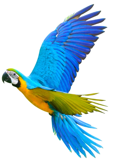 arara