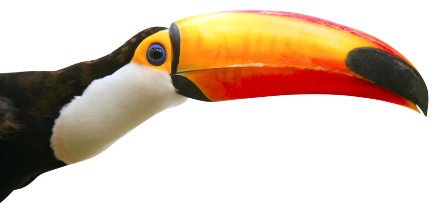 tucan